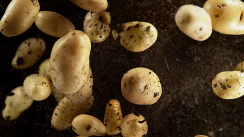 Super Slow Motion Shot of Potatoes Exploded From the Ground Towards Camera at Video stock 320078030