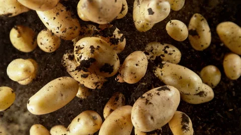 Super Slow Motion Shot of Potatoes Exploded From the Ground Towards Camera at Video stock 320211083