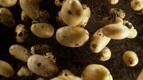 Super Slow Motion Shot of Potatoes Exploded From the Ground Towards Camera at Video stock 320395430