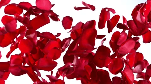 Super slow motion shot of real red rose petals explosion isolated on white 스톡 동영상 186488282