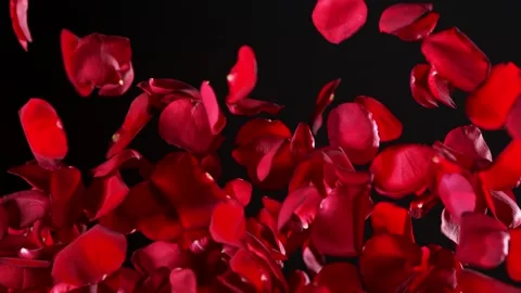 Super slow motion shot of real red rose petals explosion isolated on black 스톡 동영상 188744962
