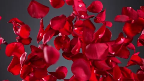 Super slow motion shot of real red rose petals explosion on grey background at 스톡 동영상 194777508