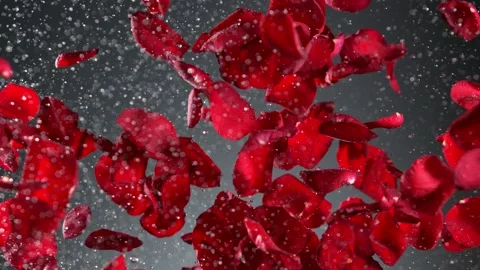 Super slow motion shot of real red rose petals and water explosion on grey 스톡 동영상 208027053