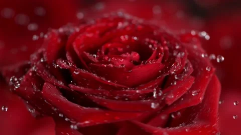 Super slow motion shot of rotating and splashing red rose bloom at 1000 fps. 스톡 동영상 197194955