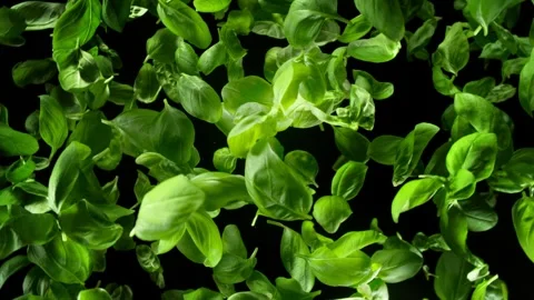 Super Slow Motion Shot of Rotating Basil Leaves Exploded Towards at 1000fps. Video stock 282678485