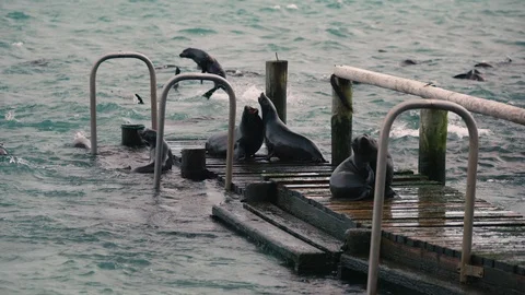 Super slow motion shot of two seal interacting on a boat jetty. Stock Footage 93109282