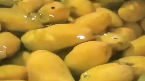 Super Slow Motion Shot Of Water Splash Falling On Fresh Mango. Stock Footage 197014862