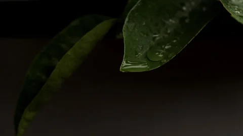 Super Slow Motion Shot of Water Dropping Off a Leaf Stock Footage 270408717