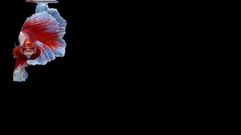 Super slow motion of Siamese fighting fish (Betta splendens), well known name Stock Footage 100736159