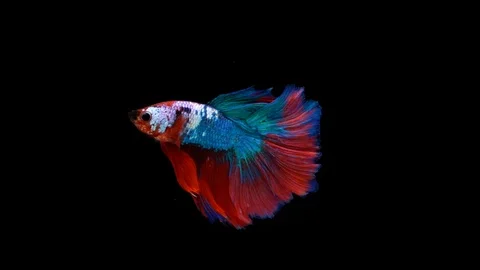 Super slow motion of Siamese fighting fish (Betta splendens), well known name Stock Footage 101211661
