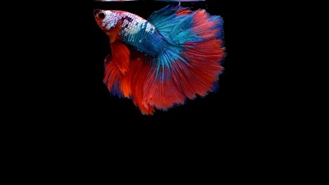 Super slow motion of Siamese fighting fish (Betta splendens), well known name Stock Footage 101216501
