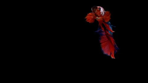 Super slow motion of Siamese fighting fish (Betta splendens), well known name Stock Footage 101220685