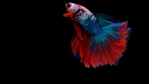 Super slow motion of Siamese fighting fish (Betta splendens), well known name Stock Footage 101223802