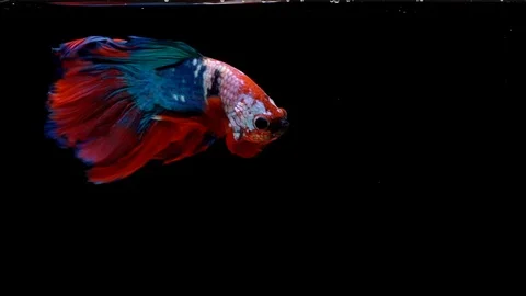 Super slow motion of Siamese fighting fish (Betta splendens), well known name Stock Footage 101226081