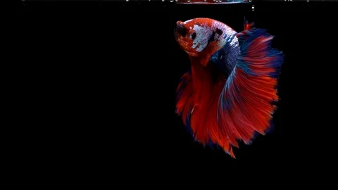 Super slow motion of Siamese fighting fish (Betta splendens), well known name Stock Footage 101359436