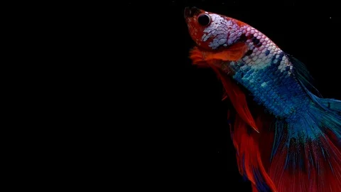 Super slow motion of Siamese fighting fish (Betta splendens), well known name Stock Footage 101359704