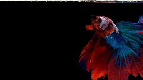 Super slow motion of Siamese fighting fish (Betta splendens), well known name Stock Footage 101360620