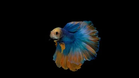 Super slow motion of Siamese fighting fish (Betta splendens), well known name Stock Footage 102538813