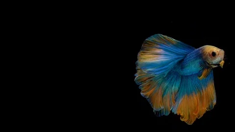 Super slow motion of Siamese fighting fish (Betta splendens), well known name Stock Footage 102539057