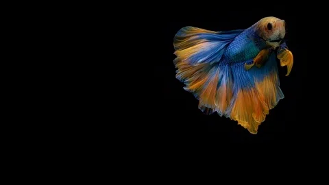 Super slow motion of Siamese fighting fish (Betta splendens), well known name Stock Footage 102540036