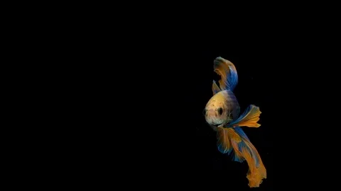 Super slow motion of Siamese fighting fish (Betta splendens), well known name Stock Footage 102542130