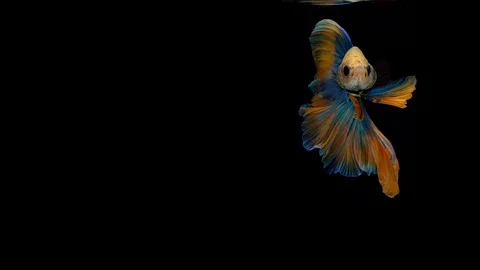 Super slow motion of Siamese fighting fish (Betta splendens), well known name Stock Footage 102543011