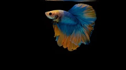 Super slow motion of Siamese fighting fish (Betta splendens), well known name Stock Footage 102543636