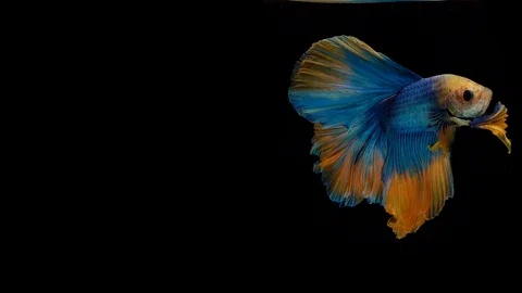 Super slow motion of Siamese fighting fish (Betta splendens), well known name Stock Footage 102544457