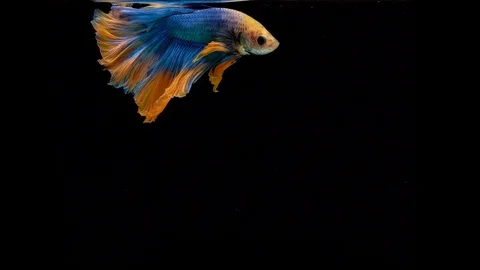 Super slow motion of Siamese fighting fish (Betta splendens) Stock Footage