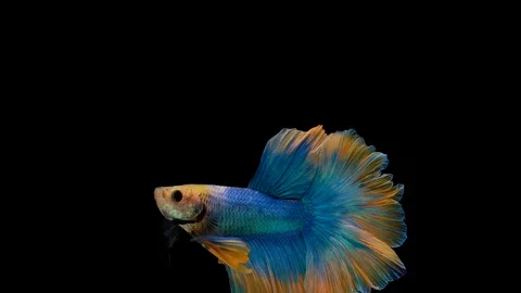 Super slow motion of Siamese fighting fish (Betta splendens), well known name Stock Footage 102547629