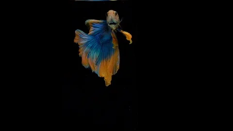 Super slow motion of Siamese fighting fish (Betta splendens), well known name Stock Footage 102589947