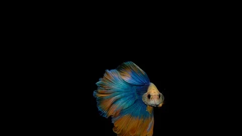 Super slow motion of Siamese fighting fish (Betta splendens), well known name Stock Footage 102590065