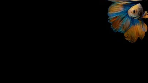 Super slow motion of Siamese fighting fish (Betta splendens), well known name Stock Footage 103855752