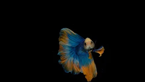 Super slow motion of Siamese fighting fish (Betta splendens), well known name Stock Footage 104031893