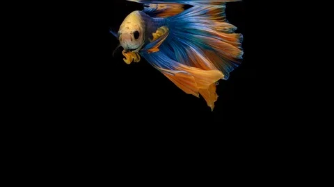 Super slow motion of Siamese fighting fish (Betta splendens), well known name Stock Footage 104073858