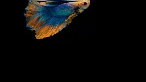 Super slow motion of Siamese fighting fish (Betta splendens), well known name Stock Footage 104074122