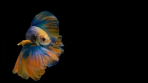 Super slow motion of Siamese fighting fish (Betta splendens), well known name Stock Footage