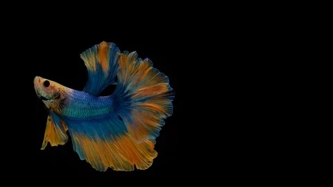 Super slow motion of Siamese fighting fish (Betta splendens), well known name Stock Footage 104077035
