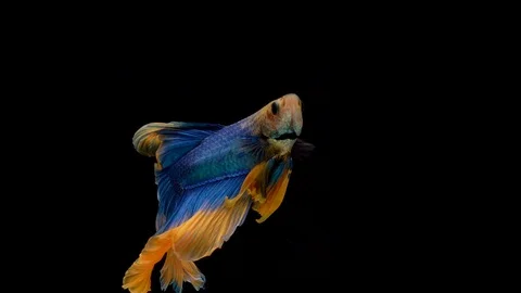 Super slow motion of Siamese fighting fish (Betta splendens), well known name Stock Footage 104078402