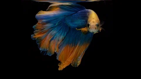 Super slow motion of Siamese fighting fish (Betta splendens), well known name Stock Footage 104078535