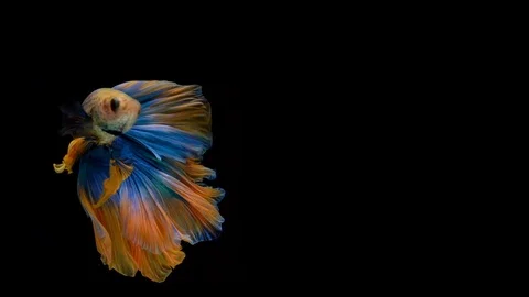 Super slow motion of Siamese fighting fish (Betta splendens), well known name Stock Footage 104083976