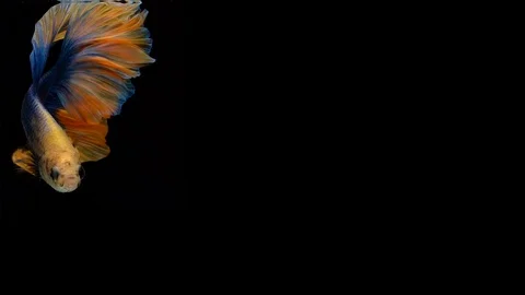 Super slow motion of Siamese fighting fish (Betta splendens), well known name Stock Footage 104226530