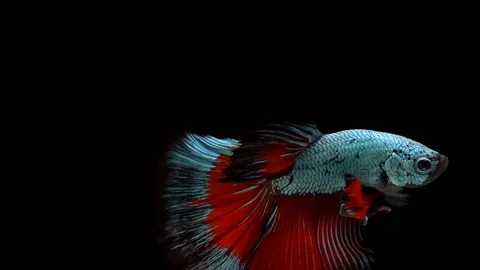 Super slow motion of Siamese fighting fish, well known name is Plakat Thai Stock Footage 104542157