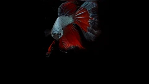 Super slow motion of Siamese fighting fish (Betta splendens), well known name Stock Footage 104691237