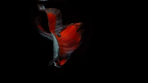Super slow motion of Siamese fighting fish (Betta splendens), well known name Stock Footage 104691313