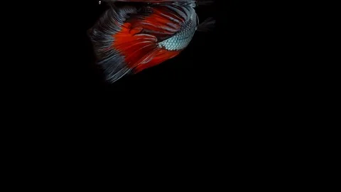 Super slow motion of Siamese fighting fish (Betta splendens), well known name Stock Footage 104691393