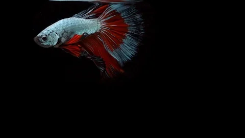 Super slow motion of Siamese fighting fish (Betta splendens), well known name Stock Footage 104692031