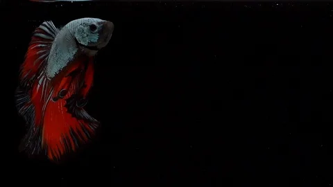 Super slow motion of Siamese fighting fish (Betta splendens), well known name Stock Footage 104692148
