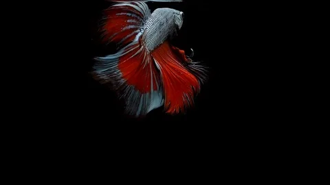Super slow motion of Siamese fighting fish (Betta splendens), well known name Stock Footage 104693680