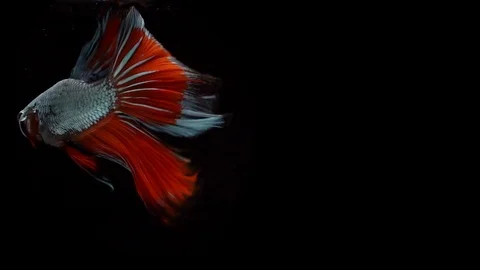 Super slow motion of Siamese fighting fish (Betta splendens), well known name Stock Footage 104693737